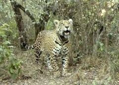 Buscan a la yaguareté Acaí: ofrecen una recompensa récord de $250 millones