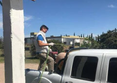 Fumigarán contra insectos voladores en Coronel Dorrego y El Perdido