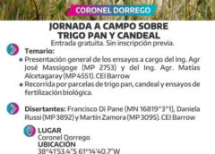 Este jueves Jornada a Campo sobre trigo pan y candeal en Coronel Dorrego