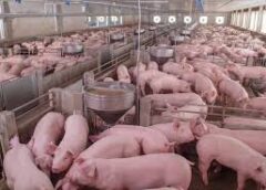 El sector porcino crece como sustituto de la carne vacuna y cerró el 2025 con récord de faena y consumo