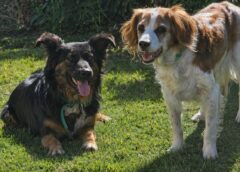 Hoy se celebra el dia del animal en Argentina ¿ por que?