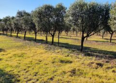 La municipalidad de Coronel Dorrego invita a visitar las fincas olivicolas del distrito