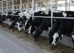 La lechería en su laberinto: una visión desde adentro sobre la crisis del consumo y la necesidad de exportar