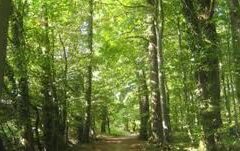 Bosques nativos: la Provincia abrió un llamado para financiar planes de conservación