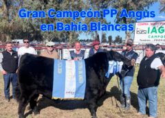 Bordeu 2026: otra vez Néstor Aldazábal presentó al toro Gran Campeón Angus